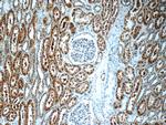 GAPDH Antibody in Immunohistochemistry (Paraffin) (IHC (P))