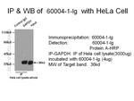 GAPDH Antibody in Immunoprecipitation (IP)