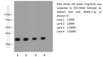 GAPDH Antibody in Western Blot (WB)