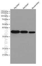 GAPDH Antibody in Western Blot (WB)