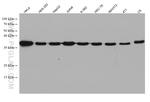 GAPDH Antibody in Western Blot (WB)