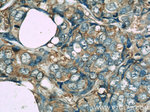 GAPDH Antibody in Immunohistochemistry (Paraffin) (IHC (P))