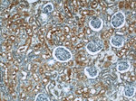 GAPDH Antibody in Immunohistochemistry (Paraffin) (IHC (P))