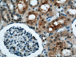 GAPDH Antibody in Immunohistochemistry (Paraffin) (IHC (P))