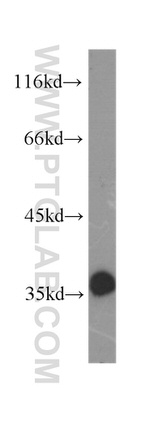 GAPDH Antibody in Western Blot (WB)