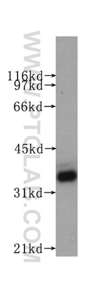 GAPDH Antibody in Western Blot (WB)