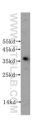 GAPDH Antibody in Western Blot (WB)