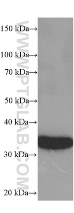 GAPDH Antibody in Western Blot (WB)