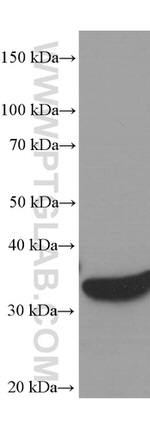 GAPDH Antibody in Western Blot (WB)