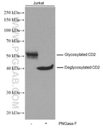 CD2 Antibody in Western Blot (WB)