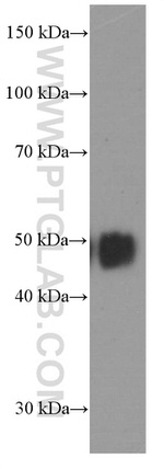 CD2 Antibody in Western Blot (WB)