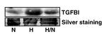 TGFBI / BIGH3 Antibody in Western Blot (WB)