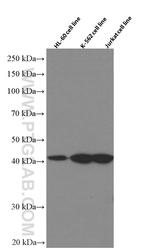 GATA1 Antibody in Western Blot (WB)