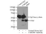 TDP-43 Antibody in Immunoprecipitation (IP)