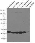 TDP-43 Antibody in Western Blot (WB)