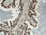 TDP-43 Antibody in Immunohistochemistry (Paraffin) (IHC (P))