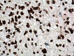 TDP-43 Antibody in Immunohistochemistry (Paraffin) (IHC (P))