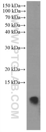 S100A11 Antibody in Western Blot (WB)