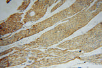 KMO Antibody in Immunohistochemistry (Paraffin) (IHC (P))