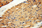 KMO Antibody in Immunohistochemistry (Paraffin) (IHC (P))