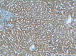 KMO Antibody in Immunohistochemistry (Paraffin) (IHC (P))