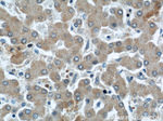 KMO Antibody in Immunohistochemistry (Paraffin) (IHC (P))