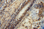 KMO Antibody in Immunohistochemistry (Paraffin) (IHC (P))