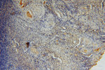 KMO Antibody in Immunohistochemistry (Paraffin) (IHC (P))