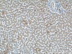 KMO Antibody in Immunohistochemistry (Paraffin) (IHC (P))