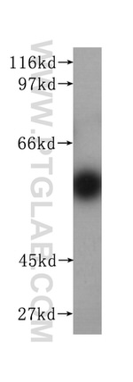 KMO Antibody in Western Blot (WB)