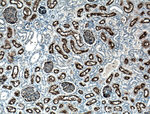 MME/CD10 Antibody in Immunohistochemistry (Paraffin) (IHC (P))