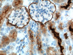 MME/CD10 Antibody in Immunohistochemistry (Paraffin) (IHC (P))