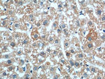 MME/CD10 Antibody in Immunohistochemistry (Paraffin) (IHC (P))