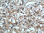 MME/CD10 Antibody in Immunohistochemistry (Paraffin) (IHC (P))