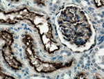 MME/CD10 Antibody in Immunohistochemistry (Paraffin) (IHC (P))