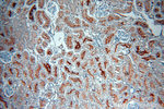 MME/CD10 Antibody in Immunohistochemistry (Paraffin) (IHC (P))