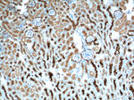 MME/CD10 Antibody in Immunohistochemistry (Paraffin) (IHC (P))
