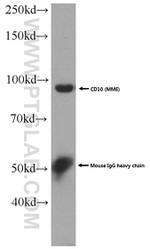 MME/CD10 Antibody in Western Blot (WB)