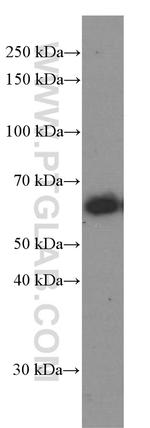 CXCR4 Antibody in Western Blot (WB)