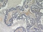 EMILIN1 Antibody in Immunohistochemistry (Paraffin) (IHC (P))