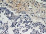 EMILIN1 Antibody in Immunohistochemistry (Paraffin) (IHC (P))