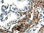 EMILIN1 Antibody in Immunohistochemistry (Paraffin) (IHC (P))