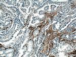 EMILIN1 Antibody in Immunohistochemistry (Paraffin) (IHC (P))