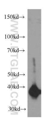 Annexin A2 Antibody in Western Blot (WB)