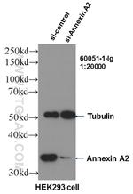 Annexin A2 Antibody in Western Blot (WB)