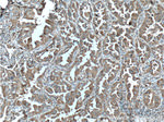 Annexin A2 Antibody in Immunohistochemistry (Paraffin) (IHC (P))