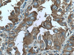 Annexin A2 Antibody in Immunohistochemistry (Paraffin) (IHC (P))