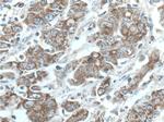 STOML2 Antibody in Immunohistochemistry (Paraffin) (IHC (P))