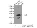 STOML2 Antibody in Immunoprecipitation (IP)