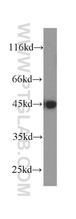 MAGEA3 Antibody in Western Blot (WB)